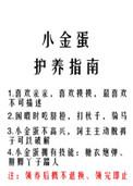 小金蛋护养指南类似