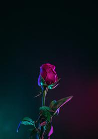 只想为你而来歌词是什么歌